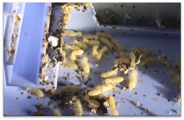 Dịch Vụ Diệt Mối Tận Gốc