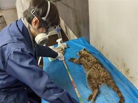 Kiểm soát dịch hại tổng hợp IPM (Integrated pest management)